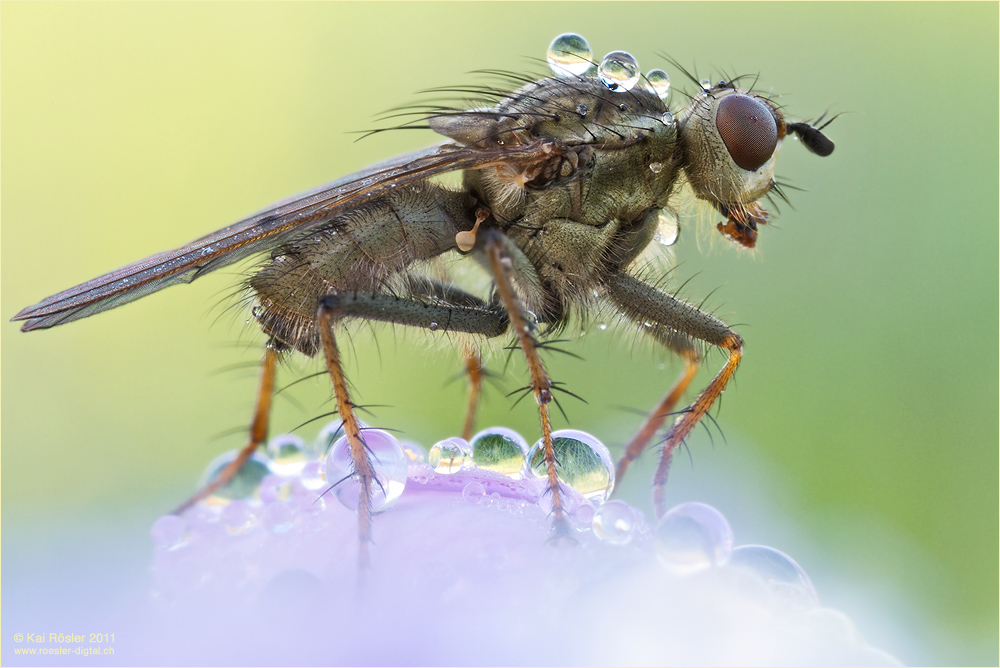 Tautropfenblüte mit Dungfliege