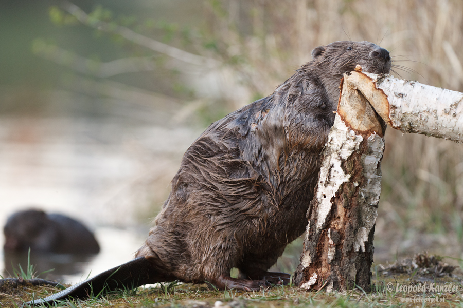 Der Holzfäller