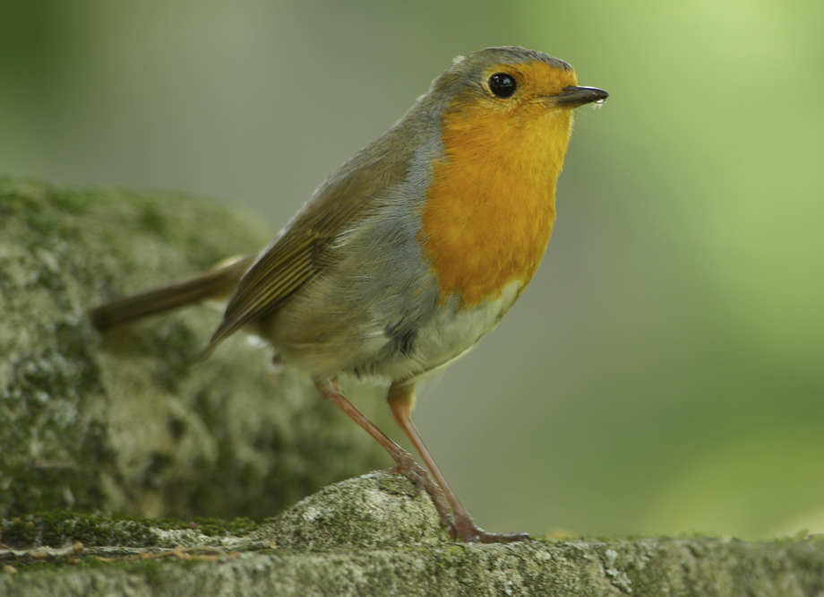 Vogel name nicht bekant