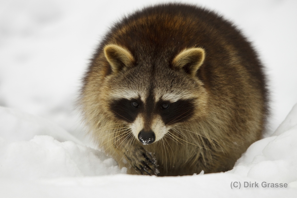 Waschbär im Schnee - Procyon lotor