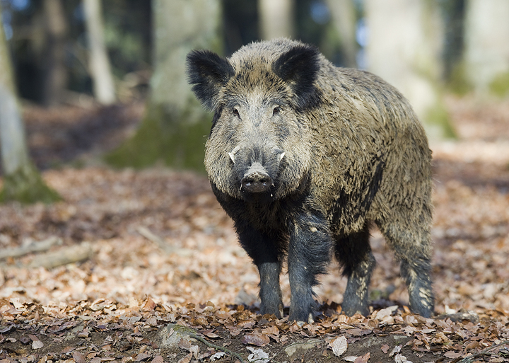 Wildschwein - Keiler