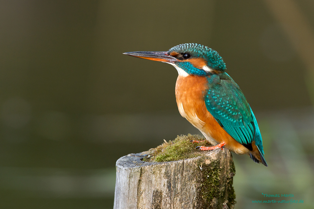 Eisvogel