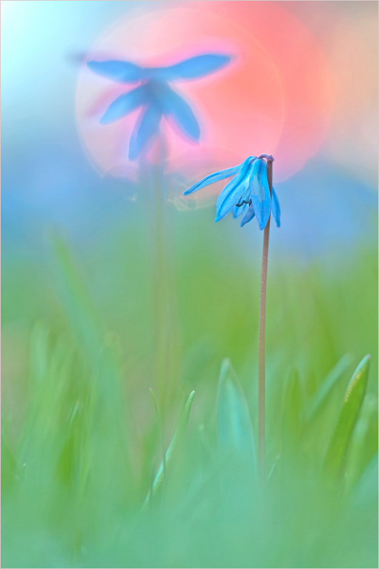 Blausterne im Abendlicht