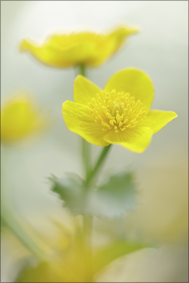 Ein Blumenmeer