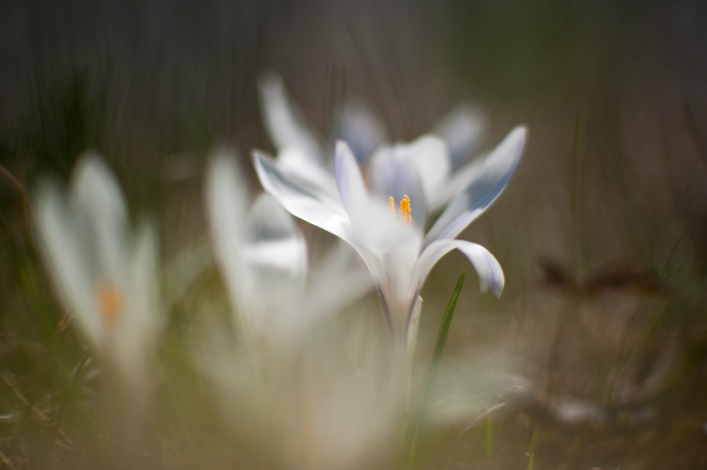 Wildkrokusse im Licht