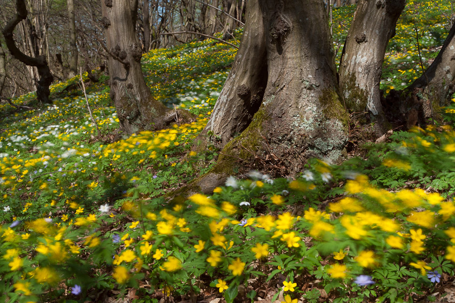 Blumenwald (Forum für Naturfotografen)