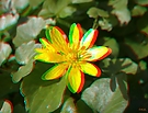 Eine Blume in 3D