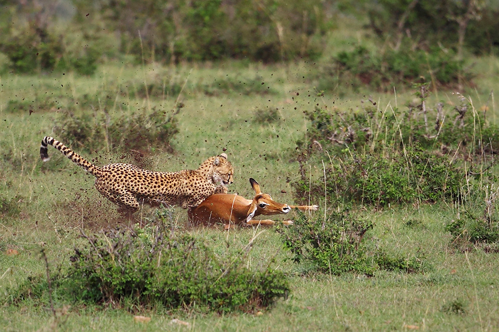 Cheetah vs. Impala