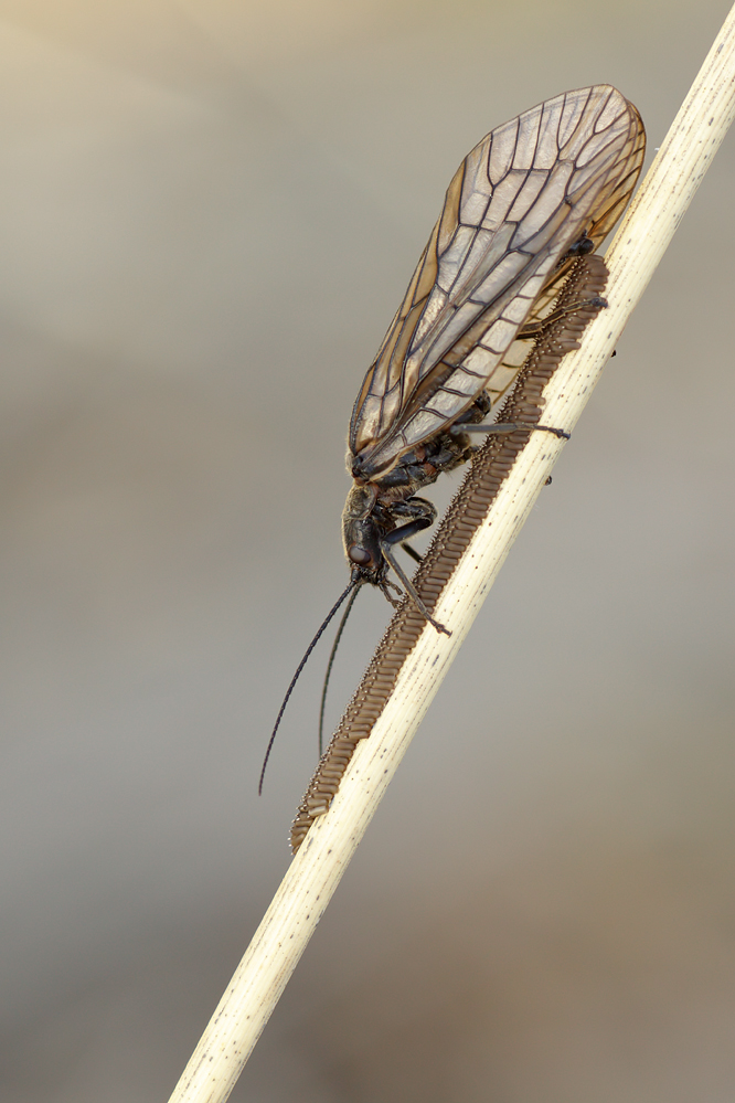 Schlammfliege bei Eierablage