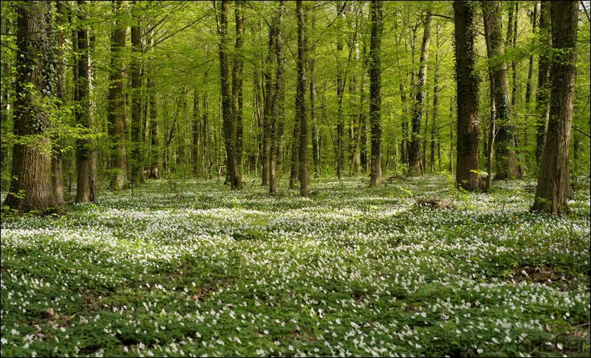 Frühlingserwachen im Buchenwald