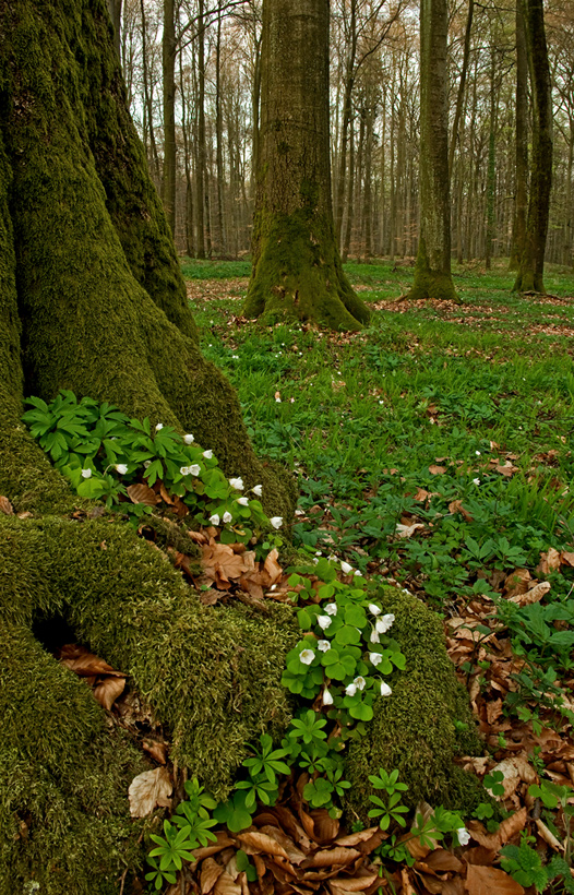 Frühlingswald Versuch 2