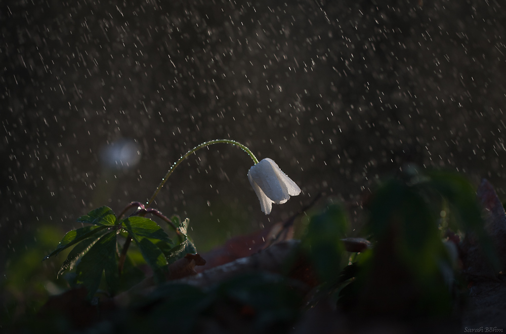 Buwirö im Regen