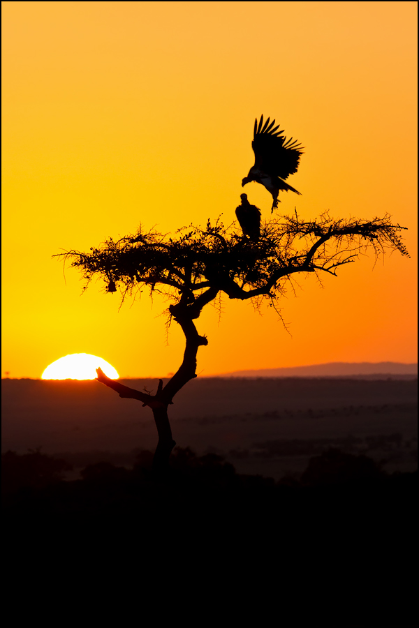 Sonnenaufgang in der Masai Mara