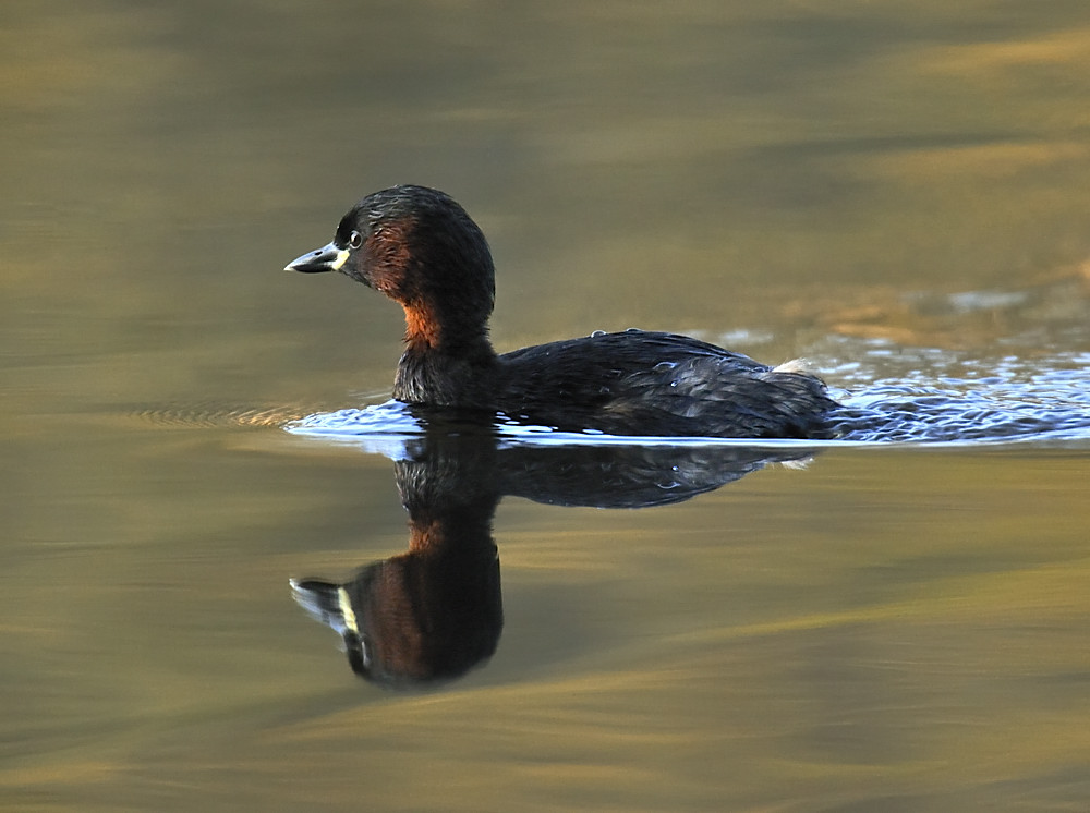 Zwergtaucher