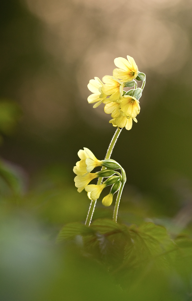 Schlüßelblume