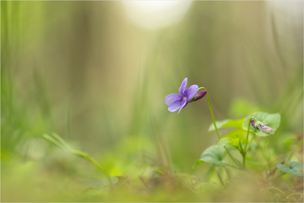 Im Wichtelwald