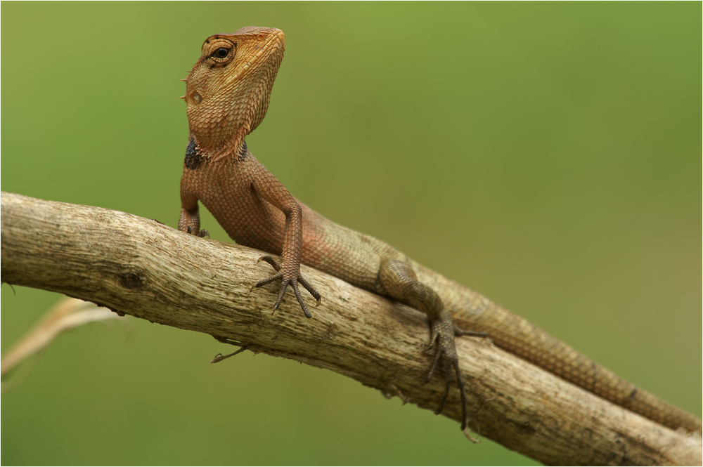 Oriental Garden Lizard