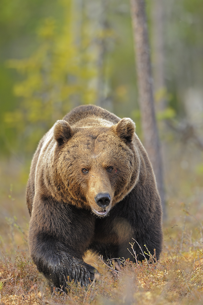 Braunbär