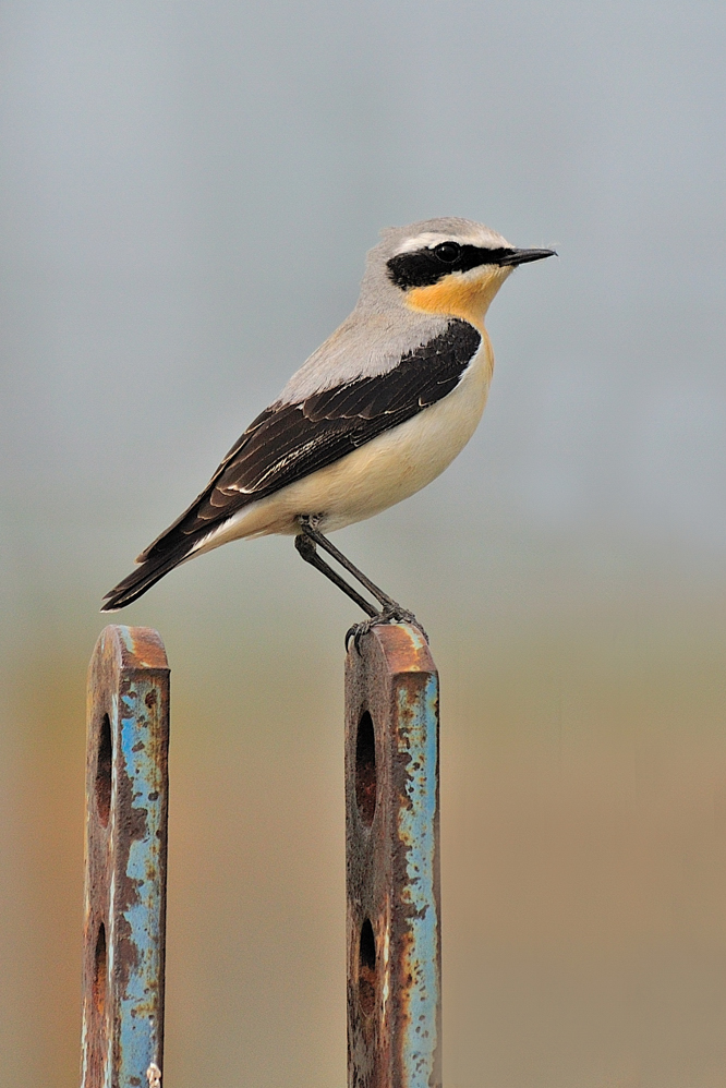 Steinschmätzer (Forum für Naturfotografen)