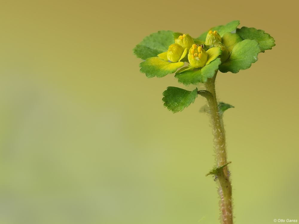 Milzkraut (Chrysosplenium alternifolium)