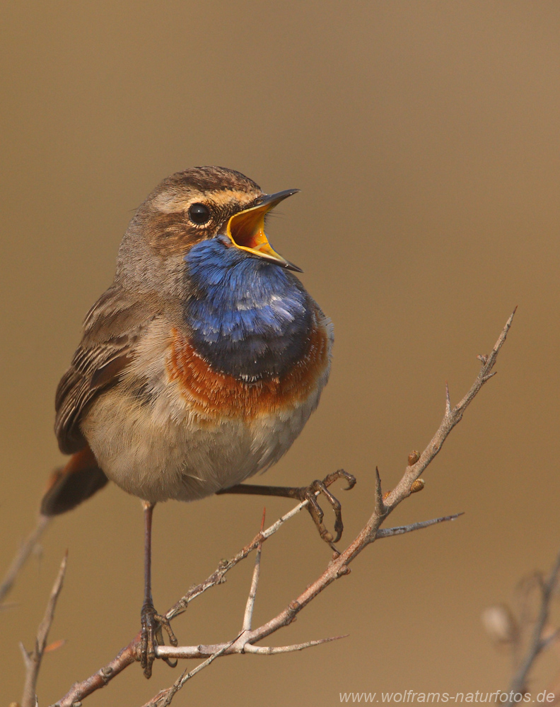 Blaukehlchen