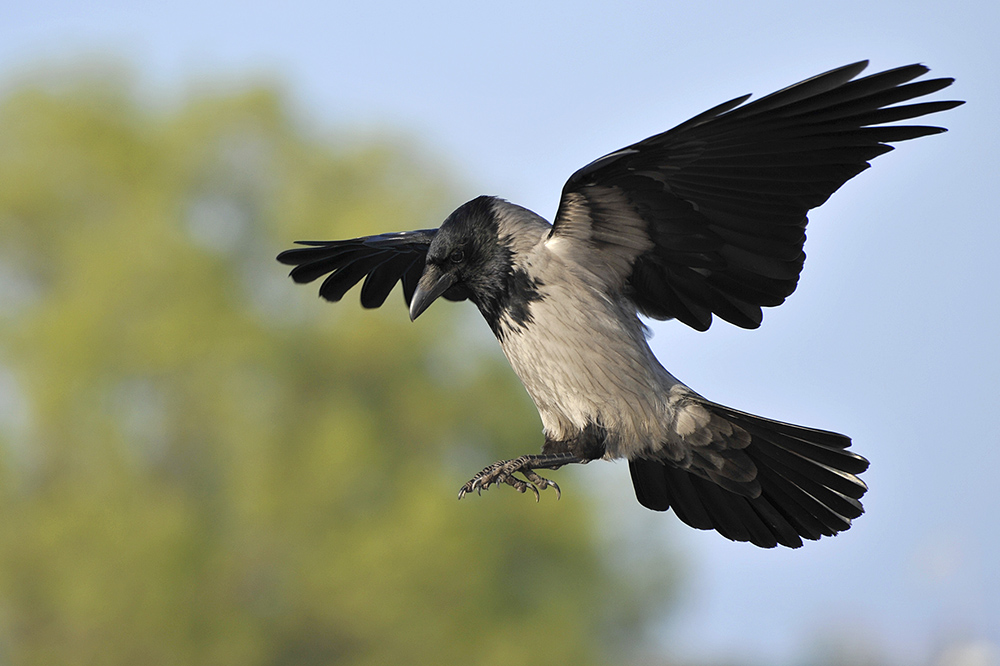 Nebelkraehe im Landeanflug