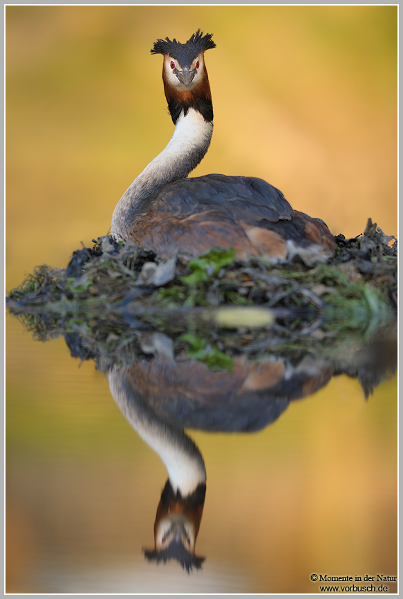 Haubentaucher (Podiceps cristatus)