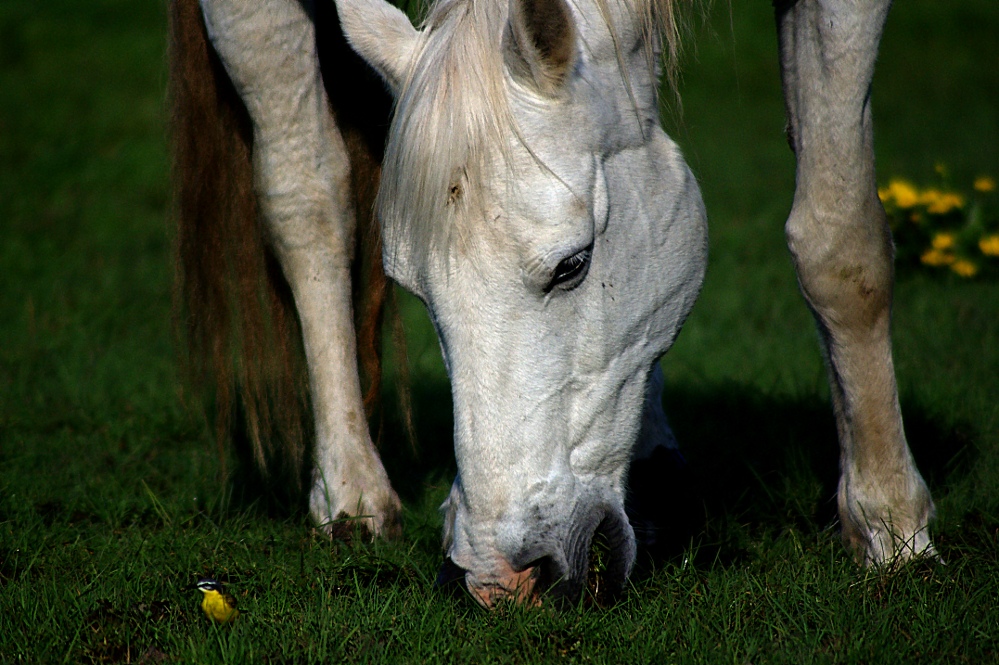 Zwerg und Gigant