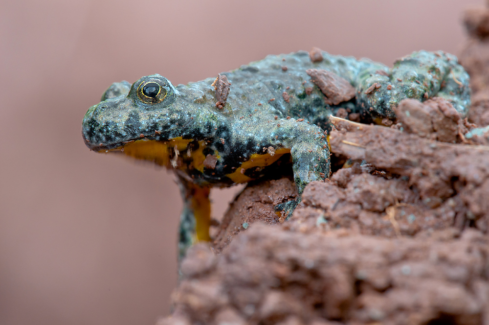 Bombina variegata