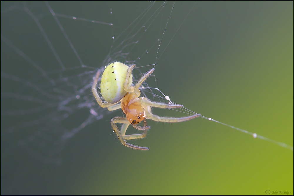 Krabbenspinne "Diaea Dorsata"