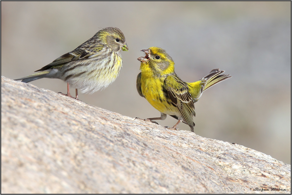 Liebesspiel der Girlitze