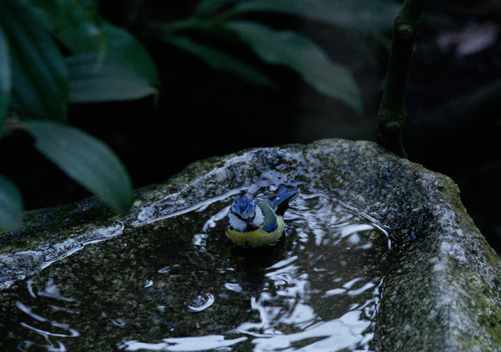 Badende Blaumeise