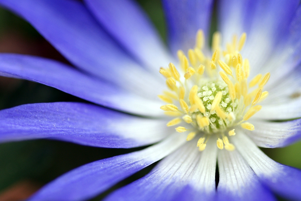 Blauer Stern