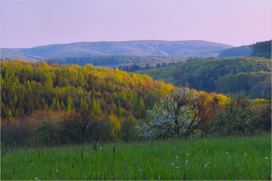 frühlingshafter Wienerwald