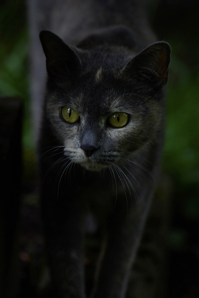 Katze