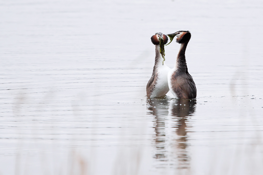 Pinguintanz der Haubentaucher