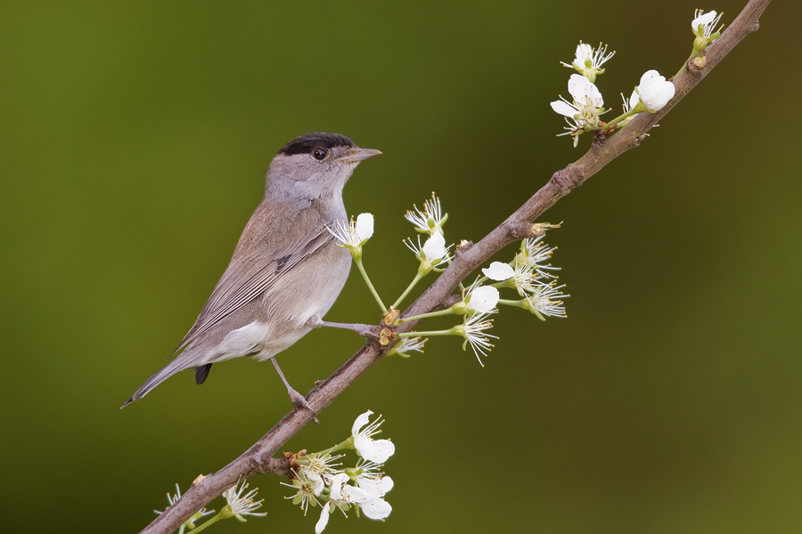 Die Mönchsgrasmücke (Sylvia atricapilla)