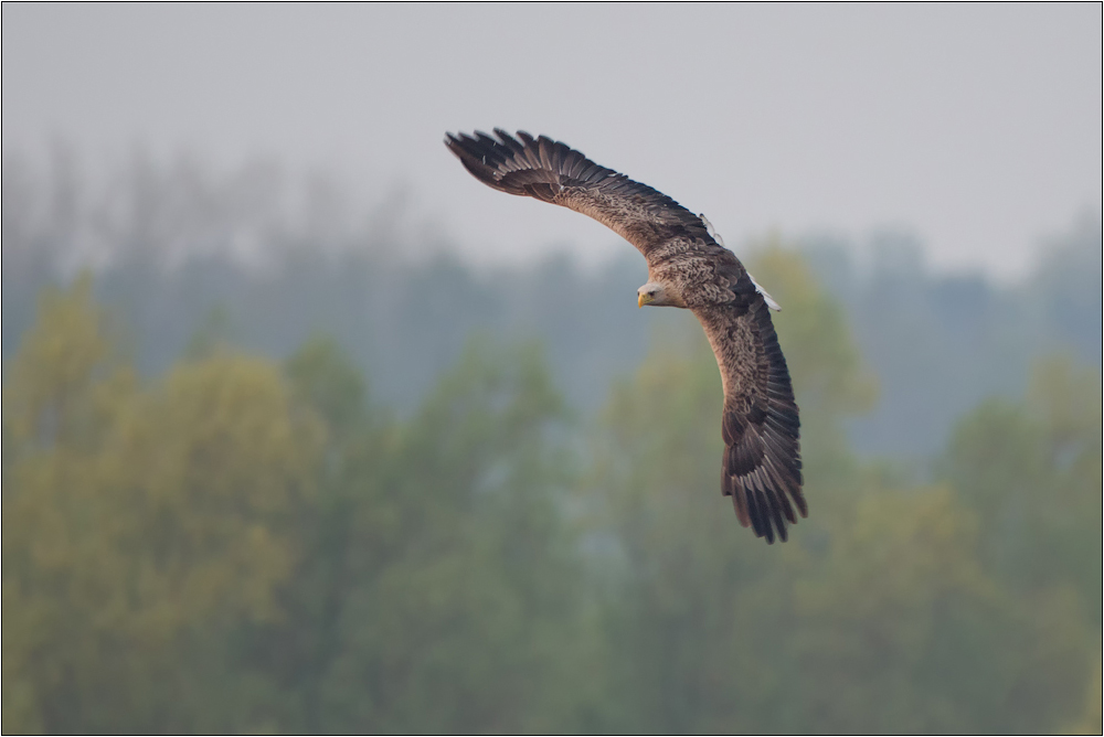 auf Beuteflug ...