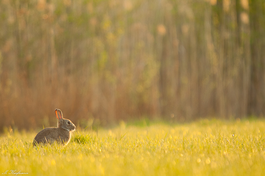 Genießer + Frohe Ostern