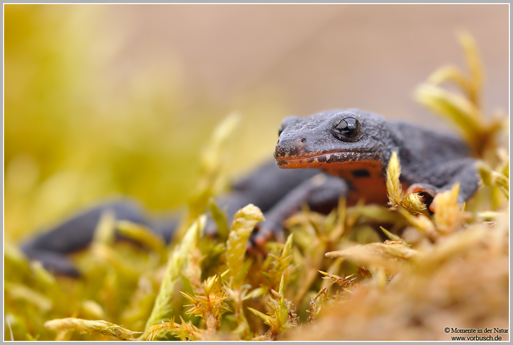 Bergmolch (Triturus alpestris)