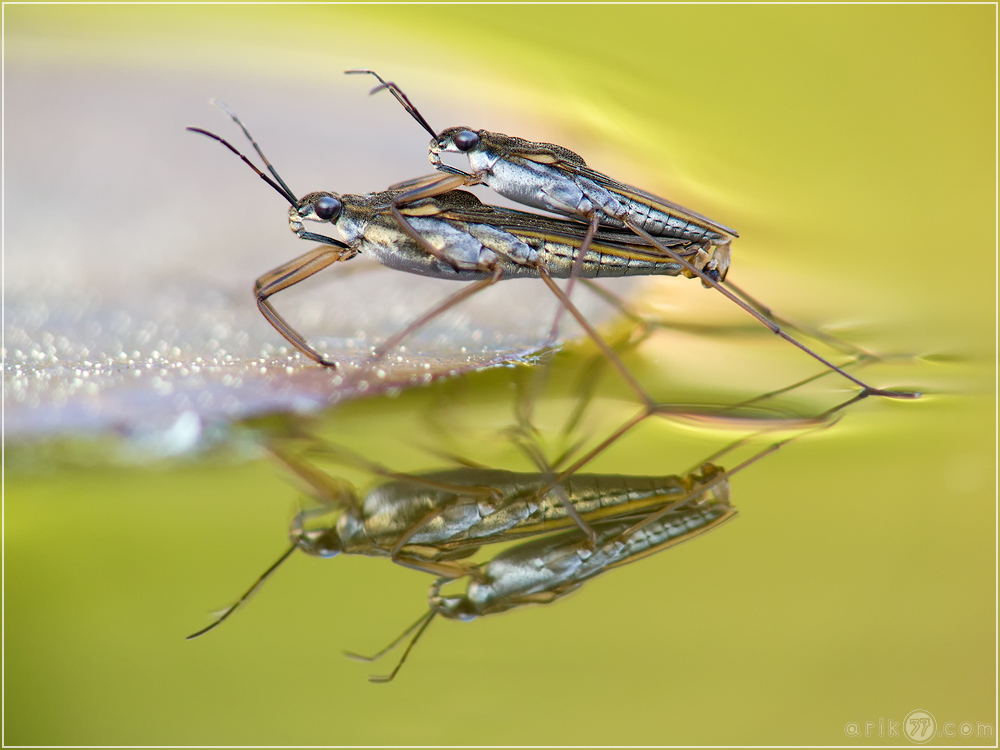 Wasserläufer - Gerris gibbifer