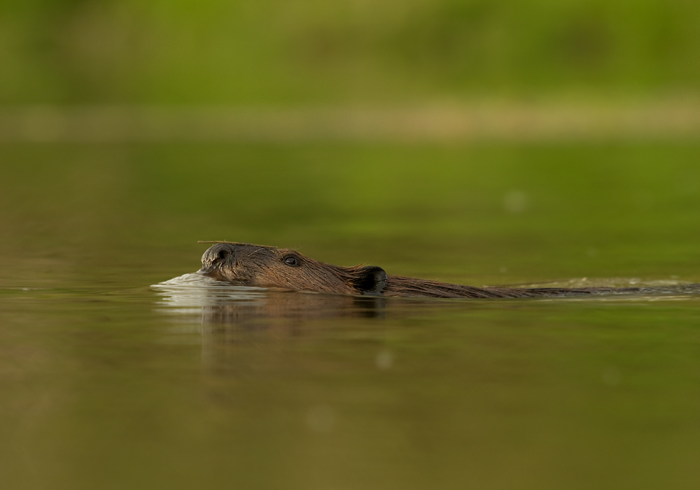 Biber im abendlichen Wasser