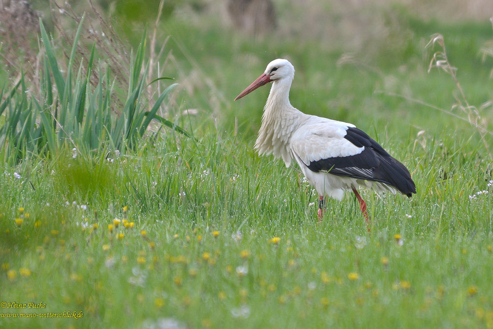 Verwitwet oder Brutvogel?