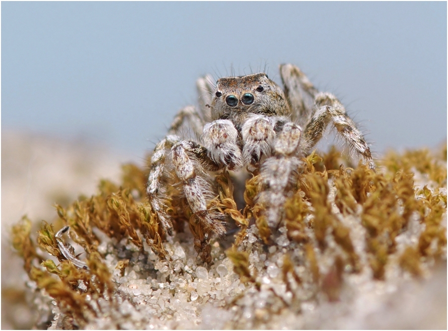 Dünenspringspinne   (Yllenus arenarius, male)