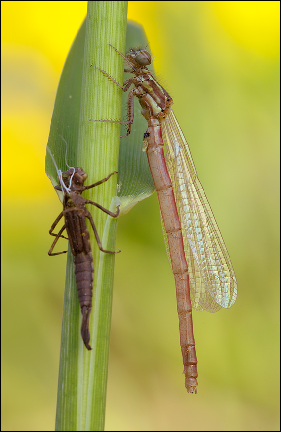 Frühe Adonisjungfer (Pyrrhosoma nymphula)