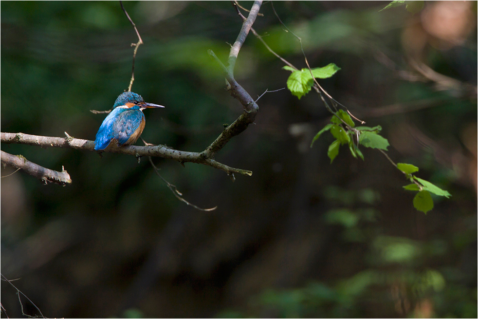 Eisvogel an einem Waldbach