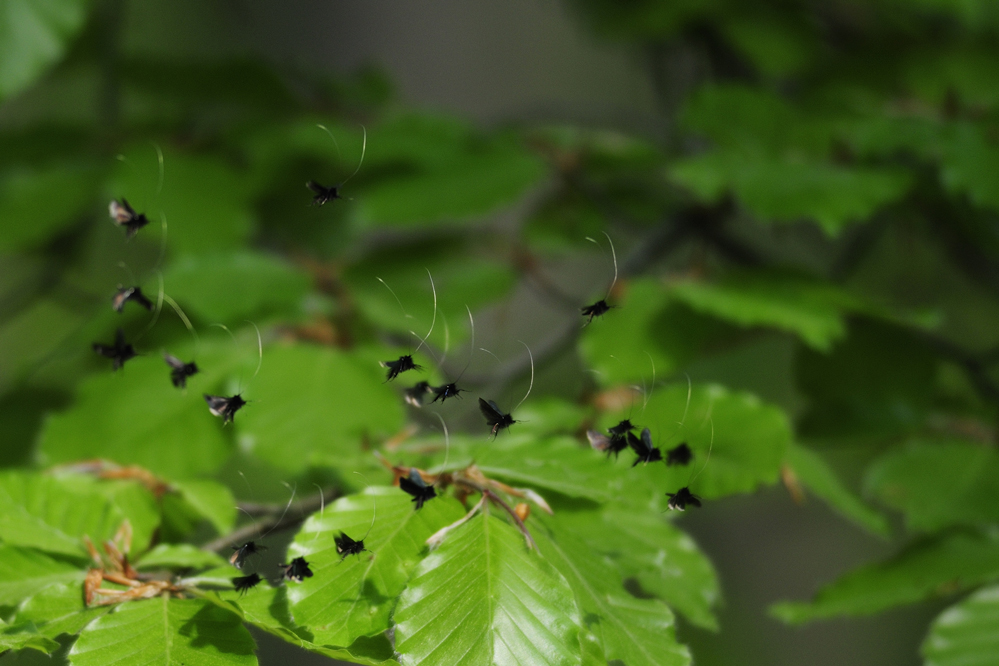 Langhornmotten (adela reaumurella)