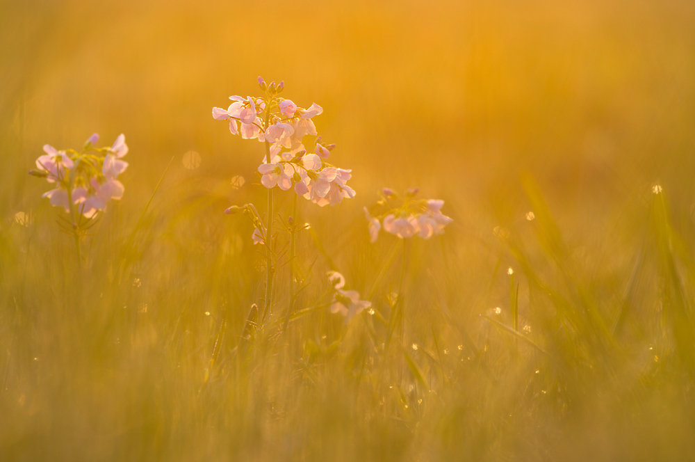 Goldener Morgen 2