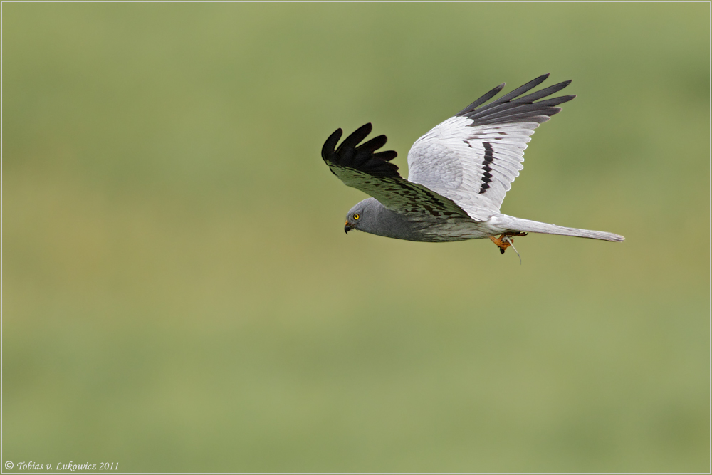 Wiesenweihe Flugbild Wiesenweihe Flugbild