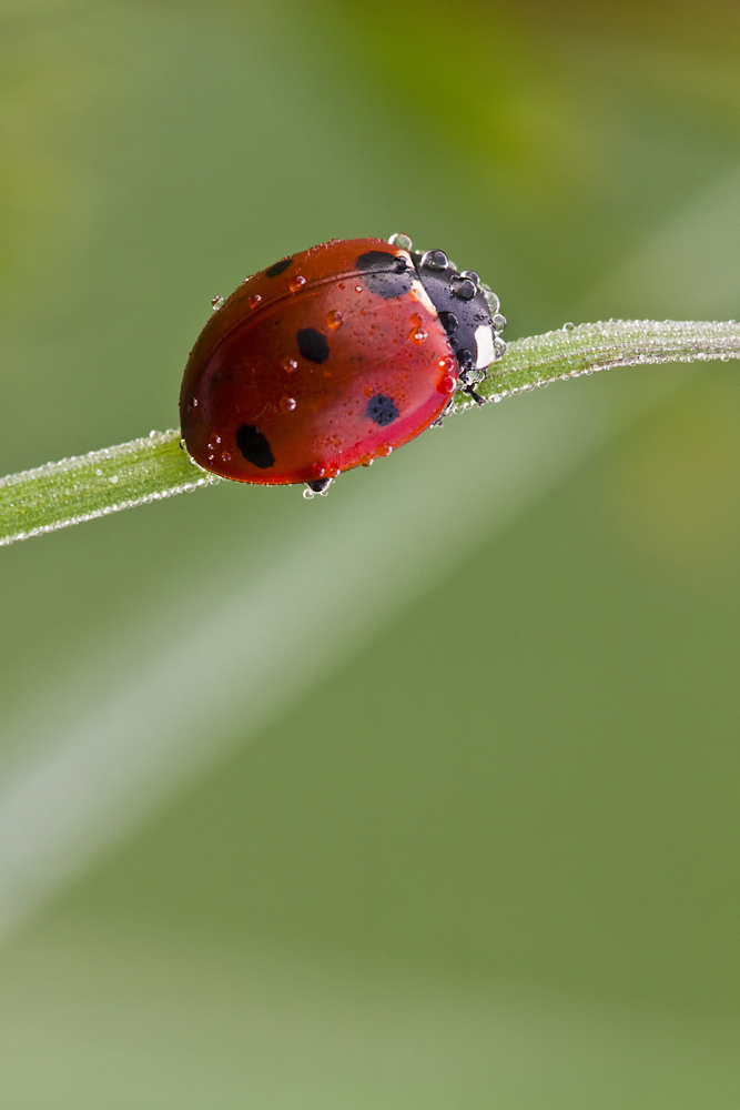 Siebenpunkt - Coccinella septempunctata